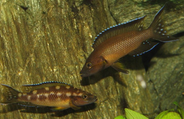 Neolamprologus buescheri 'Kamakonde'